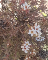 Crassula pruinosa