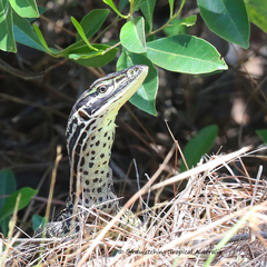 Varanus panoptes panoptes