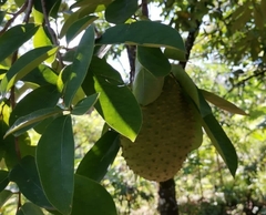 Annona muricata
