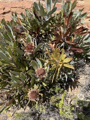 Protea lorifolia
