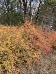 Spiraea thunbergii