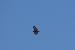 Buteo jamaicensis