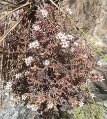 Crassula pruinosa