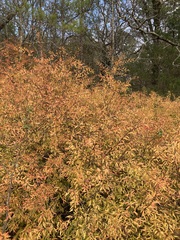 Spiraea thunbergii