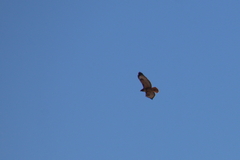 Buteo jamaicensis