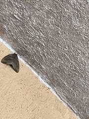 Anticarsia gemmatalis