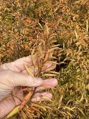 Spiraea thunbergii