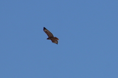 Buteo jamaicensis