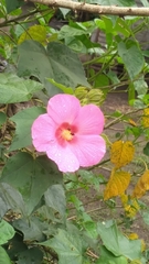 Hibiscus