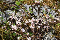 Sedum hispanicum