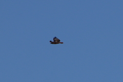 Buteo jamaicensis