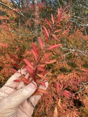 Spiraea thunbergii