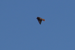 Buteo jamaicensis