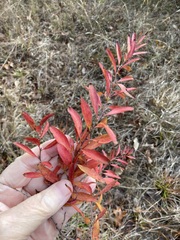 Spiraea thunbergii