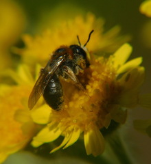 Andrena