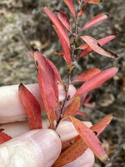 Spiraea thunbergii