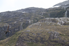 Macronectes giganteus