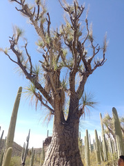 Beaucarnea