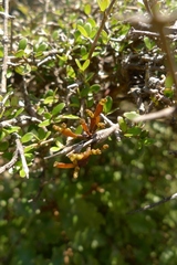 Korthalsella clavata