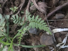 Pityrogramma calomelanos