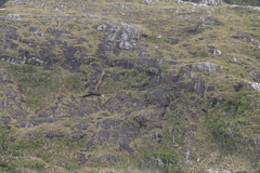 Macronectes giganteus