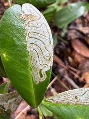 Phyllocnistis citrella