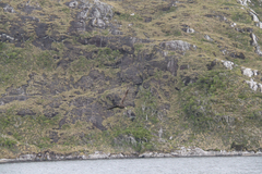 Macronectes giganteus