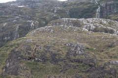 Macronectes giganteus