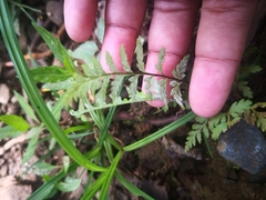 Pityrogramma calomelanos