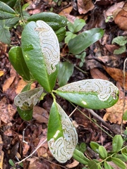 Phyllocnistis citrella