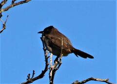 Pycnonotus barbatus layardi