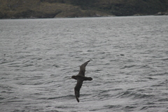 Macronectes giganteus