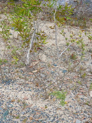Stylosanthes