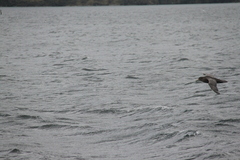 Macronectes giganteus