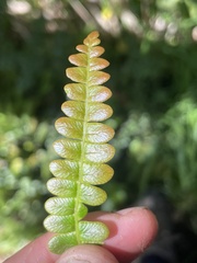Blechnum penna-marina