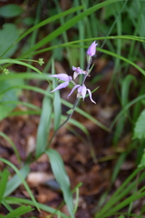 Cephalanthera rubra