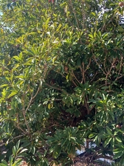 Sapotaceae