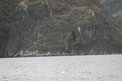 Macronectes giganteus