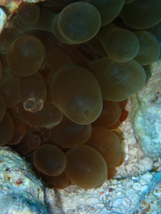 Entacmaea quadricolor