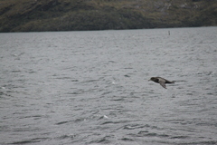 Macronectes giganteus