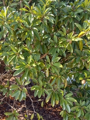 Sapotaceae