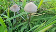 Panaeolus