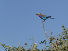 Coracias caudatus