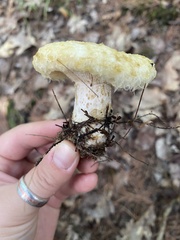 Lactarius scrobiculatus canadensis