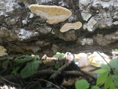 Trametes lactinea