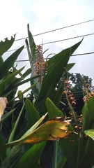 Alpinia zerumbet