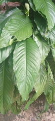 Spathiphyllum wallisii