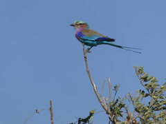 Coracias caudatus