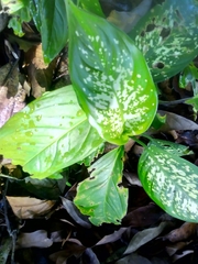 Dieffenbachia seguine