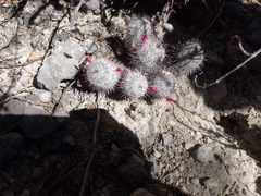 Mammillaria haageana